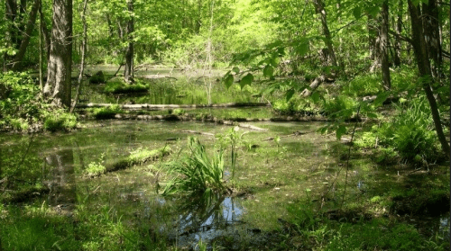 Bruce Timms, a Niagara regional councilor and chair of the board for the Niagara Peninsula Conservation Authority, claimed during a CHCH TV interview this past spring that it would only take about five years to grow another wetland like this somewhere else - all part and parcel of a scheme called "biodiversity offsetting."