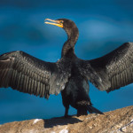 corm-spread-wing-photo-150x150