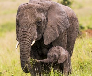 elephant mom and baby