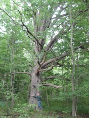 A giant white oak tree in Thundering Waters Forest, in the Niagara River watershed in Niagara Falls, Ontario.