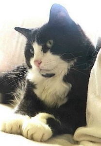 Pixie another closeup