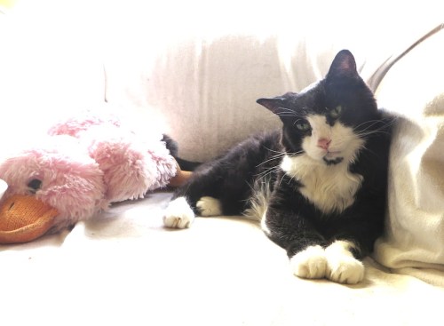 Pixiewith a favourite toy, duckie, this past July, 2016. Photos courtesy of Lawrence Pinsky. 72-9