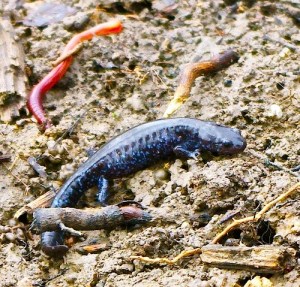 Some of the smaller critters that make up the rich web of life that can be found in Thundering Waters Forest. Photo by Emma Lee Fleury