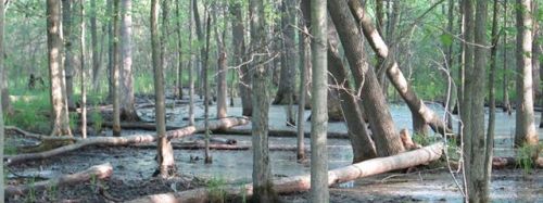 An unprotected wetland area of Thundering Waters Forest