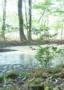 wetland closeup