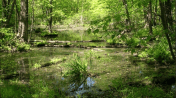 wetland