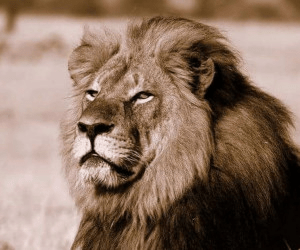 Cecil, the iconic African lion killed by a trophy hunter.