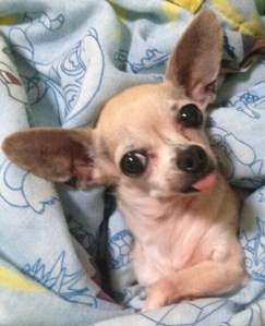 Our mascot Pinky continues to beg your patience. She's got calls in to our IT people now.