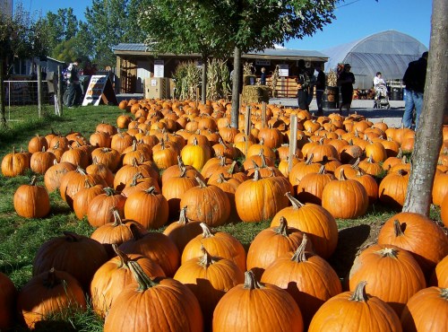 Pumpkins in the Shorthills of Niagara, Ontario. File photo by Doug Draper