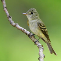 Acadian Flycatcher another one of many endangered and threatened species in Ontario