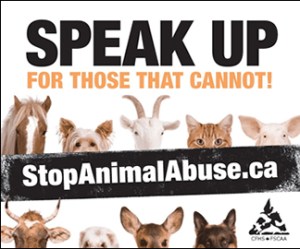 animal-abuse-poster
