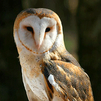 Iconic Barn Owl on endangered species list in Ontario