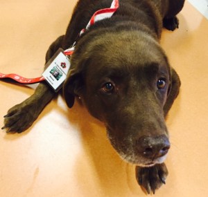 Here is Bosco, one of the dogs that is part of Niagara Health's new pet therapy program. Photo courtesy of Niagara Health System