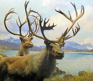 Woodland caribou at risk of disappearing in Ontario