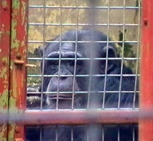 chimp-southport-zoo-caps