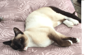 Help us return Snowshoe home.