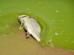 Lake Erie algal blooms, August 2011