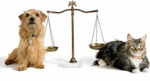 animal-abuse-justice-for-pets11