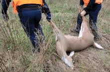 Dead deer being dragged away during past hunt in Short Hills Provincial Park. file photo