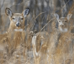 Deer in s Short Hills Provincial Park in Niagara, Ontario. file photo