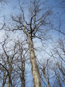Irish Grove Forest old growth Shagbark Hickory tree. Photo: Bruce Mackenzie