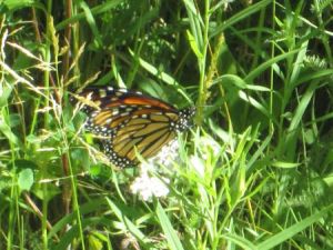 Monarch Butterfly in Thundering Waters Forest. Photo: Adrin Willems