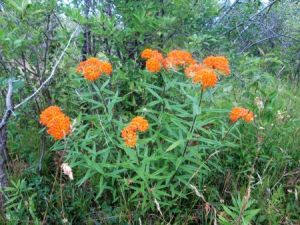Regionally rare butterfly Milkweed in Thundering Waters Forest. Photo: Adrin Willems