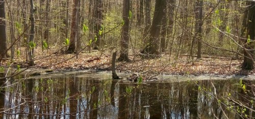 thundering-forest-water-closeup