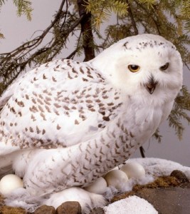 white-snowy-owls_banner