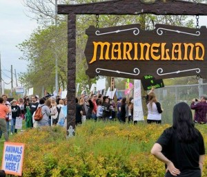 Marineland targeted by animal activists on opening day 2016. File photo by Doug Draper